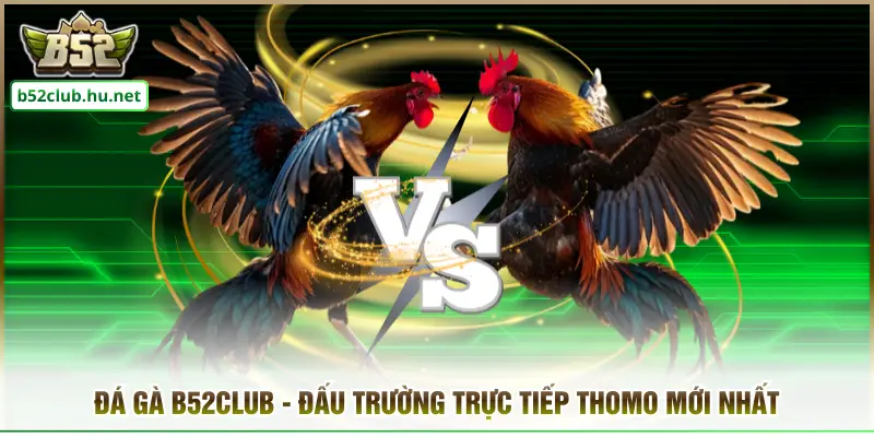 Đá Gà B52club - Đấu Trường Trực Tiếp Thomo Mới Nhất